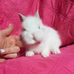 Готовий до переїзду!Порода "Mini Lionhead",окрас "Білий",вік 2міс,хлопчик