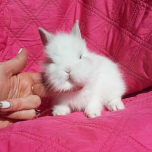 Попереднє бронювання!Порода "Mini Lionhead",окрас "Білий",вік 1,5 міс,дівчинка