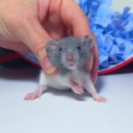 Попереднє бронювання!Щурик"Дамбо",окрас "Шиншиловий капюшончатий",вік 1міс.,хлопчик