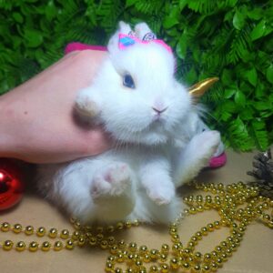 Попереднє бронювання! Порода "Netherland dwarf rabbit",окрас"Білий",вік 1міс,хлопчик