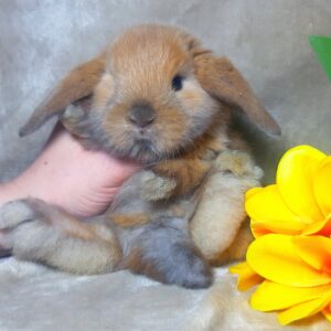 Попереднє бронювання!Порода "Mini lop", окрас "Тюрингенський",