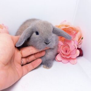 Попереднє бронювання!Порода"Mini lop",окрас "Ліловий",вік 1міс.,хлопчик