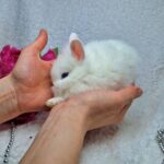 Попереднє бронювання!Порода "Lionhead",окрас "Бiлий блакитноокий",вiк 1мiс.,хлопчик