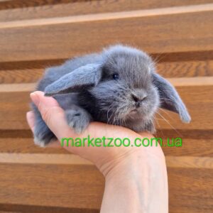 Попереднє бронювання!Порода "Mini lop",окрас "Блакитний",дівчинка