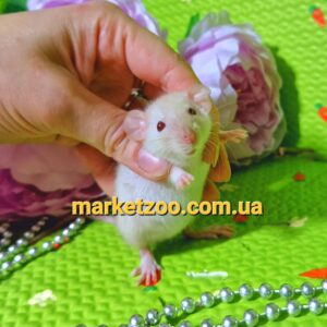 Щурик"Дамбо",окрас"Сiамський альбiнос",вiк 1мiс.,