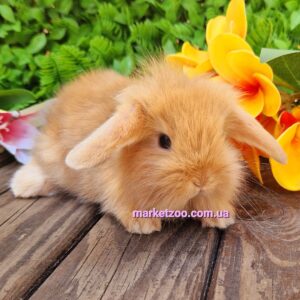 Попереднє бронювання!Порода"Mini lion lop",окрас "Оранж",вік 1міс,хлопчик