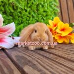Попереднє бронювання!Порода"Mini lop",окрас"Оранж",вік 1міс,хлопчик