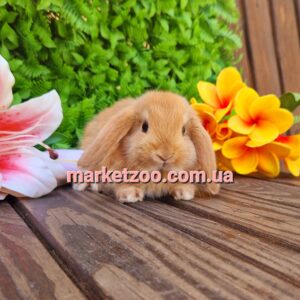 Попереднє бронювання!Порода"Mini lop",окрас"Оранж",вік 1міс,хлопчик