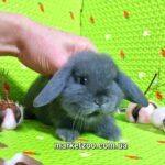 Попереднє бронювання!Порода"Mini lop",окрас"Блакитний"