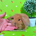 Попереднє бронювання!Порода"Mini lop",окрас"Тюрингенський",вік 1міс,дівчинка