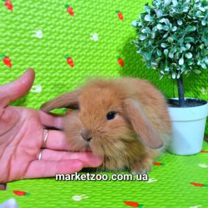 Попереднє бронювання!Порода"Mini lop",окрас"Тюрингенський",вік 1міс,дівчинка