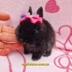 Попереднє бронювання!Порода"Netherland dwarf rabbit",окрас"Чорний",вік 1міс.,дівчинка