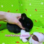 Попереднє бронювання!Порода"Netherland dwarf rabbit",окрас"Чорний",вік 1міс,дівчинка