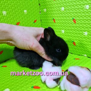 Попереднє бронювання!Порода"Netherland dwarf rabbit",окрас"Чорний",вік 1міс,дівчинка
