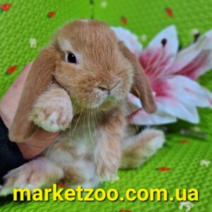 Готовий до переїзду!Порода"Mini lop",окрас"Оранж",вік 1,5міс.,хлопчик