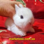 Готова до переїзду!Порода"Hermelin",окрас"Mini NDR",вік 1міс,дівчинка