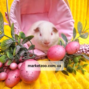 Готовий до переїзду!Порода"Англ.селф",окрас"Білий альбінос",дівчинка