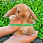 Попереднє бронювання!Порода"Mini lop",окрас"Тюрингенський освітлений",вік 1міс,хлопчик