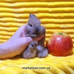 Попереднє бронювання!Порода"Mini netherland",окрас"Тюрингенський мардер",вік 1міс.,хлопчик