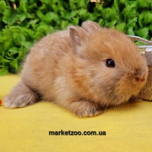 Попереднє бронювання!Порода"Netherland dwarf rabbit",окрас"Тюрингенський",вік 1міс,дівчинка
