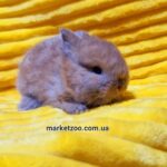 Попереднє бронювання!Порода"Mini netherland",окрас"Тюрингенський",вік 1міс.,хлопчик