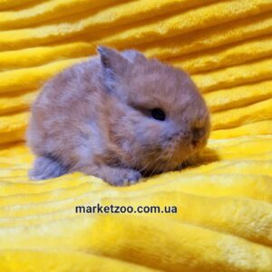 Попереднє бронювання!Порода"Mini netherland",окрас"Тюрингенський",вік 1міс.,хлопчик