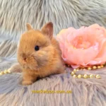 Попереднє бронювання!Порода"Netherland dwarf rabbit",окрас"Тюрингенський",вік 1міс,хлопчик
