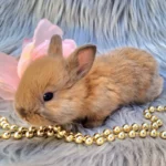 Попереднє бронювання!Порода"Netherland dwarf rabbit",окрас"Тюрингенський",вік 1міс,хлопчик