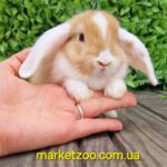 Готова до переїзду!Порода"Mini lop",окрас"Оранж біловухий",вік 1міс,дівчинка