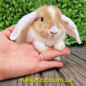 Попереднє бронювання!Порода"Mini lop",окрас"Оранж біловухий",вік 1міс,дівчинка