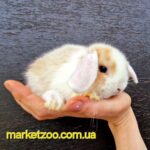Попереднє бронювання!Порода"Mini lop",окрас"Жовтий біловухий",вік 1міс,дівчинка
