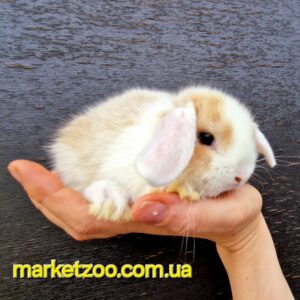 Попереднє бронювання!Порода"Mini lop",окрас"Жовтий біловухий",вік 1міс,дівчинка