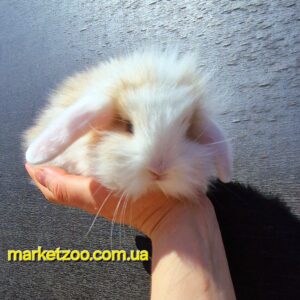 Попереднє бронювання!Порода"Mini lion lop",окрас"Жовтий біловухий",хлопчик