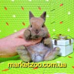 Готова до переїзду!Порода"Netherland dwarf rabbit",окрас"Тюрингенський",вік 2міс,дівчинка