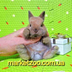Попереднє бронювання!Порода"Netherland dwarf rabbit",окрас"Тюрингенський",вік 1міс,хлопчик