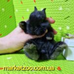 Прпереднє бронювання!!Порода"Netherland dwarf rabbit",окрас"Чорний",вік 1міс,дівчинка