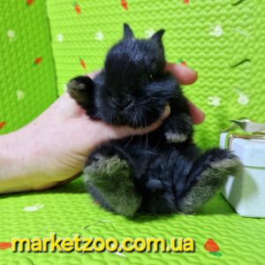 Прпереднє бронювання!!Порода"Netherland dwarf rabbit",окрас"Чорний",вік 1міс,дівчинка