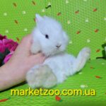 Готовий до переїзду!Порода"Mini Lionhead",окрас"Білий",колір очей блакитний,вік 1,5міс.,хлопчик