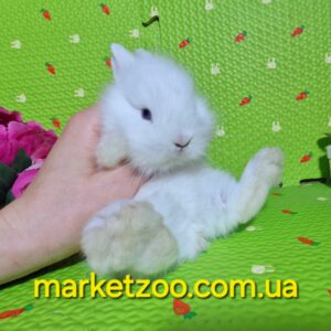 Попереднє бронювання!Порода"Mini Lionhead",окрас"Білий",колір очей блакитний,вік 1,5міс.,дівчинка