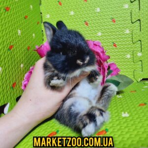 Попереднє бронювання!Порода"Netherland dwarf rabbit",окрас"Чорний оттер",вік 1міс.