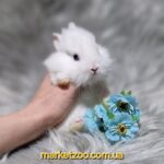 Готовий до переїзду!Порода"Mini Lionhead",окрас"Білий",вік 1,5міс,хлопчик