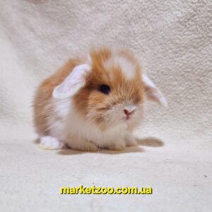 Попепедеє бронювання!Порода"Mini lion lop",окрас"Біловухий оранж"