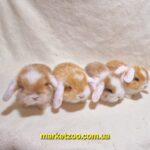 Попереднє бронювання!Порода"Mini lop",окрас"Оранж біловухий",вік 1міс,