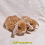 Попереднє бронювання!Порода"Mini lop",окрас"Оранж",вік 1міс,хлопчики