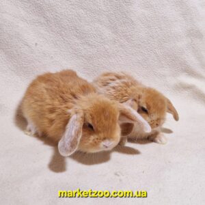 Попереднє бронювання!Порода"Mini lop",окрас"Оранж",вік 1міс,хлопчики