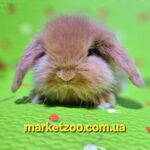 Попереднє бронювання!Порода"Mini lion lop"окрас "оранж",вік 1міс,дівчинка