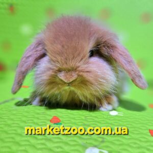 Попереднє бронювання!Порода"Mini lion lop"окрас "оранж",вік 1міс,дівчинка