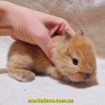 Попереднє бронювання!Порода"Lionhead",окрас"Тюрингенський",вік 1міс,хлопчик