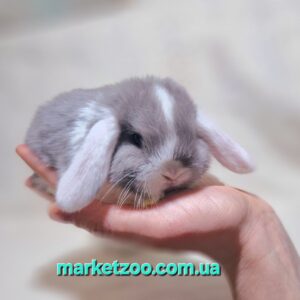 Попереднє бронювання!Порода"Mini lop",окрас"Блакитний біловухий",вік 1міс,дівчинка