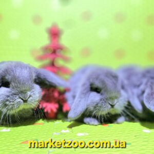 Попереднє бронювання!Порода"Mini lop",окрас "Блакитний"